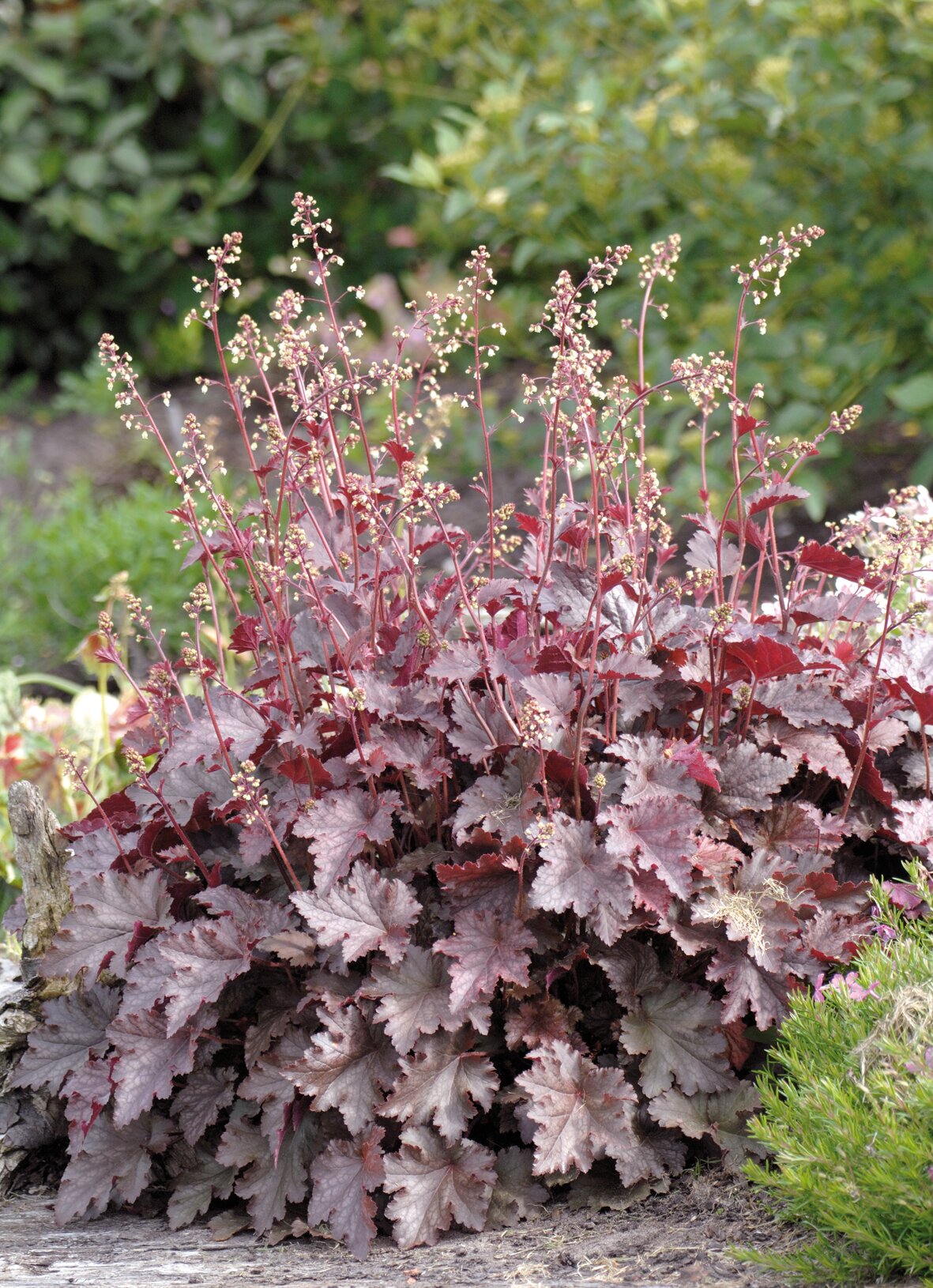 Clopoțel Vișiniu - Heuchera Americana 'Melting Fire'
