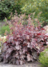 Clopoțel Vișiniu - Heuchera Americana 'Melting Fire'