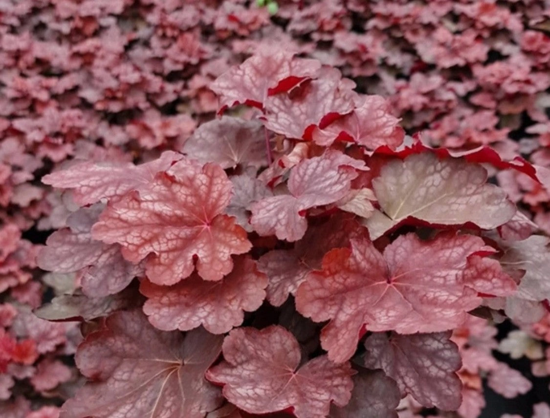 Clopoțel - Heuchera villosa ‘Carnival Burgundy Blast’