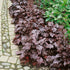 Clopoțel Vișiniu - Heuchera Americana 'Melting Fire'