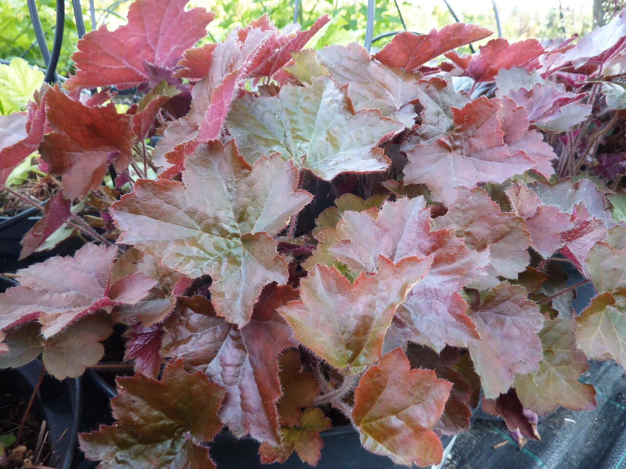 Heuchera vișinie - Heuchera americana Palace Purple