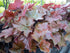 Heuchera Vișinie - Heuchera Americana 'Palace Purple'