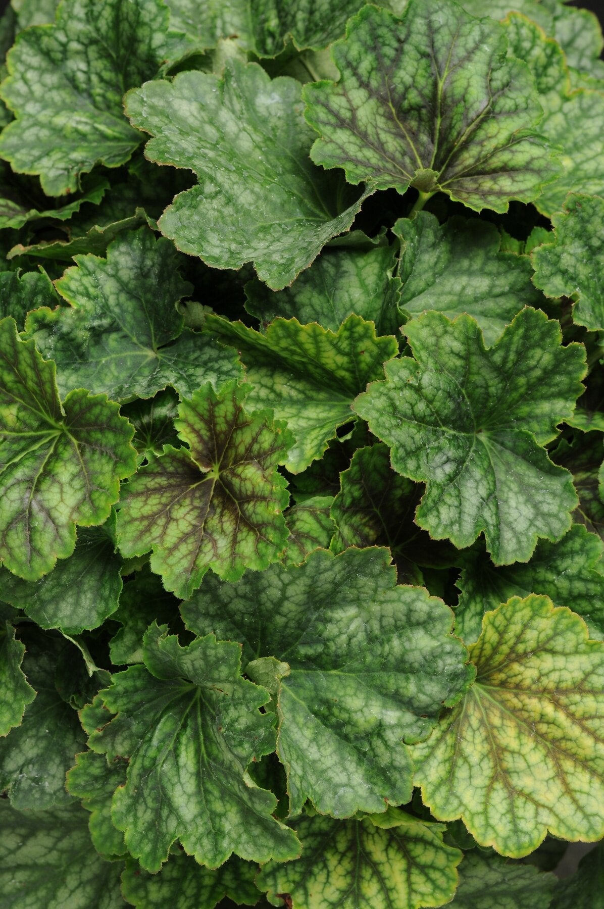 Clopoței- Heuchera Carnival® ‘Cocomint’