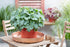Clopoței- Heuchera Carnival® ‘Cocomint’