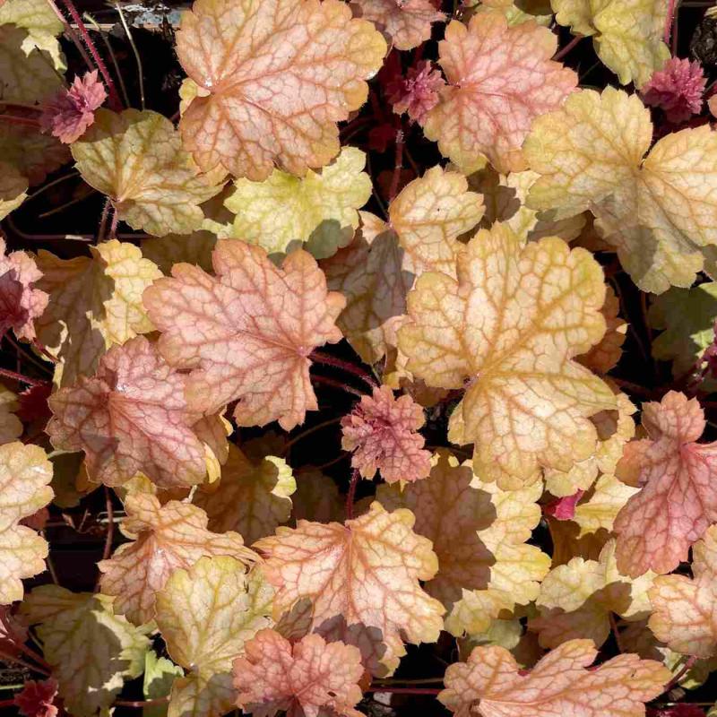 Clopoței de coral-Heuchera villosa ‘Fall Festival’