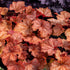 Clopoței de coral-Heuchera villosa ‘Fall Festival’