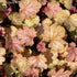 Clopoței de coral-Heuchera villosa ‘Fall Festival’