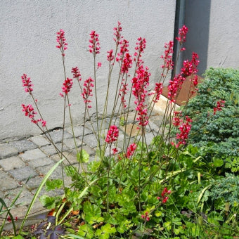 Clopoțel- Heuchera sanguinea ‘Leuchtkäfer’