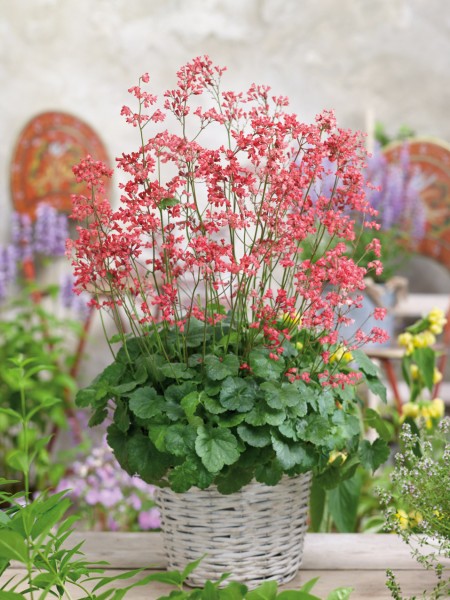 Clopoțel- Heuchera sanguinea ‘Leuchtkäfer’