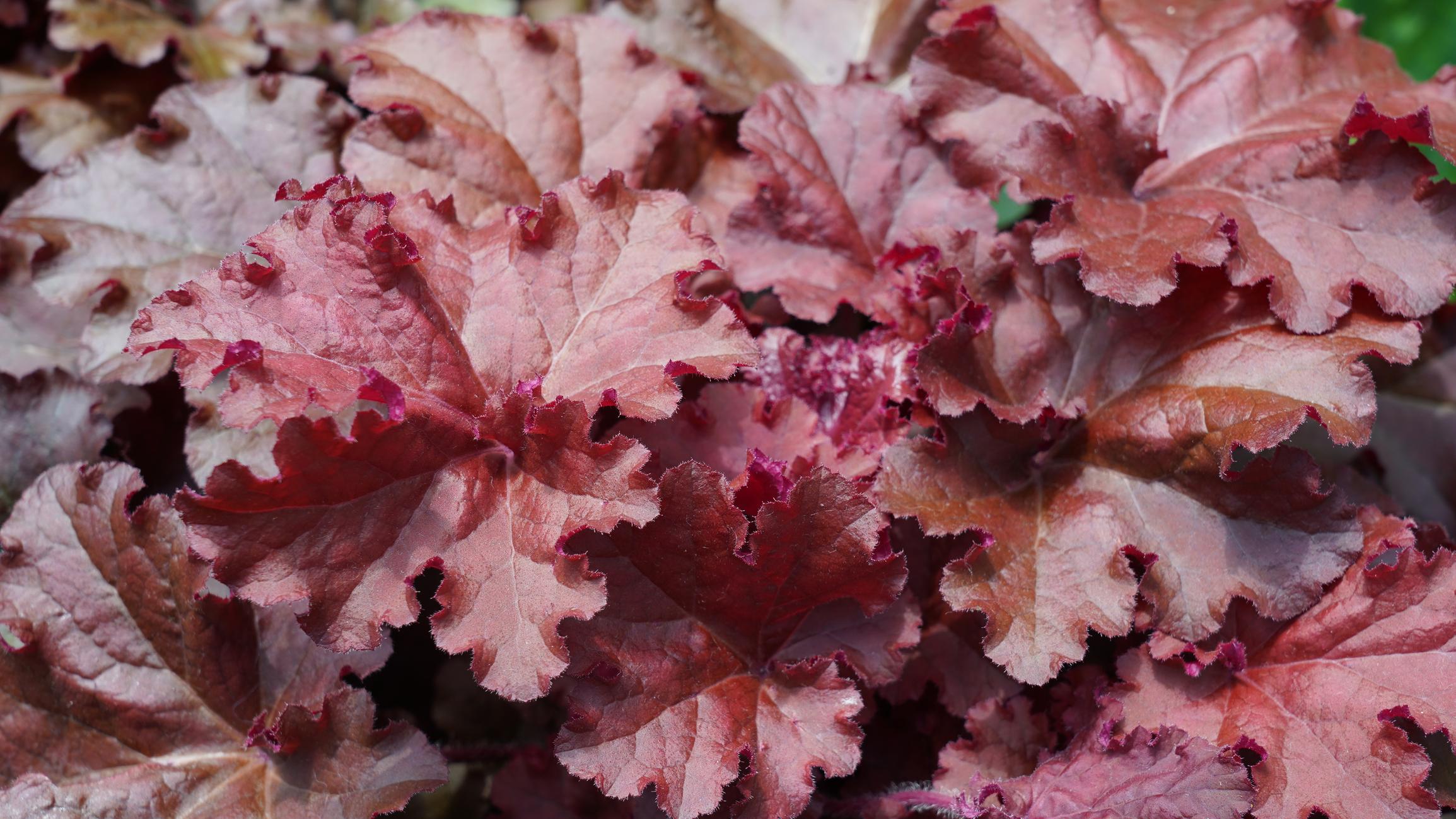 Clopoțel - Heuchera villosa ‘Carnival Burgundy Blast’