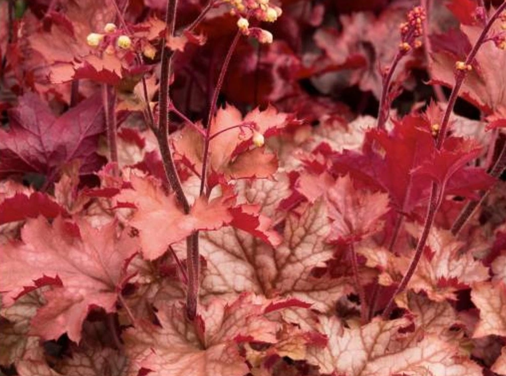 Clopoțel- Heuchera villosa Carnival 'Peach Parfait'
