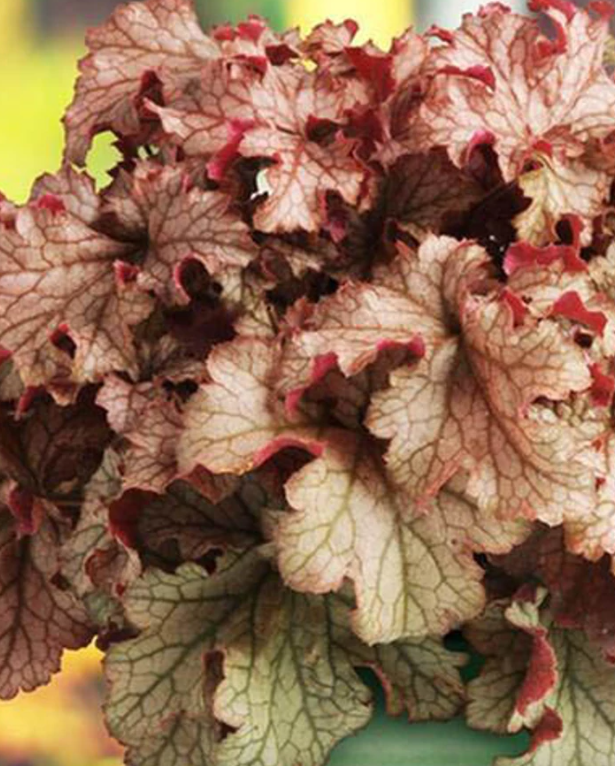 Clopoțel- Heuchera villosa Carnival 'Peach Parfait'
