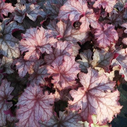 Clopoțel- Heuchera villosa Carnival 'Peach Parfait'