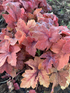 Clopoțel- Heuchera villosa Carnival 'Cinnamon Stick'