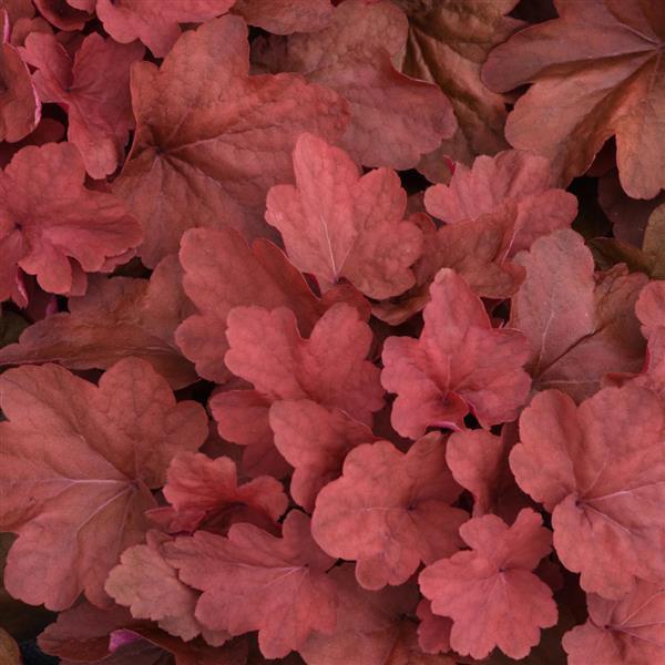 Clopoțel- Heuchera villosa Carnival 'Cinnamon Stick'