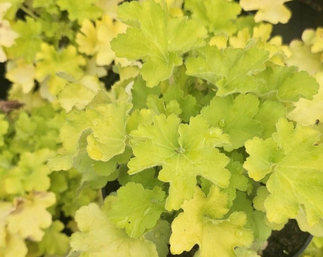 Clopoței - Heuchera villosa ‘Carnival Lime’