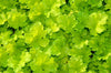 Clopoței - Heuchera villosa ‘Carnival Lime’