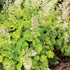 Clopoței - Heuchera villosa ‘Carnival Lime’