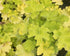 Clopoței - Heuchera villosa ‘Carnival Lime’