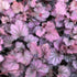 Clopoței - Heuchera villosa ‘Carnival Rose Granita’