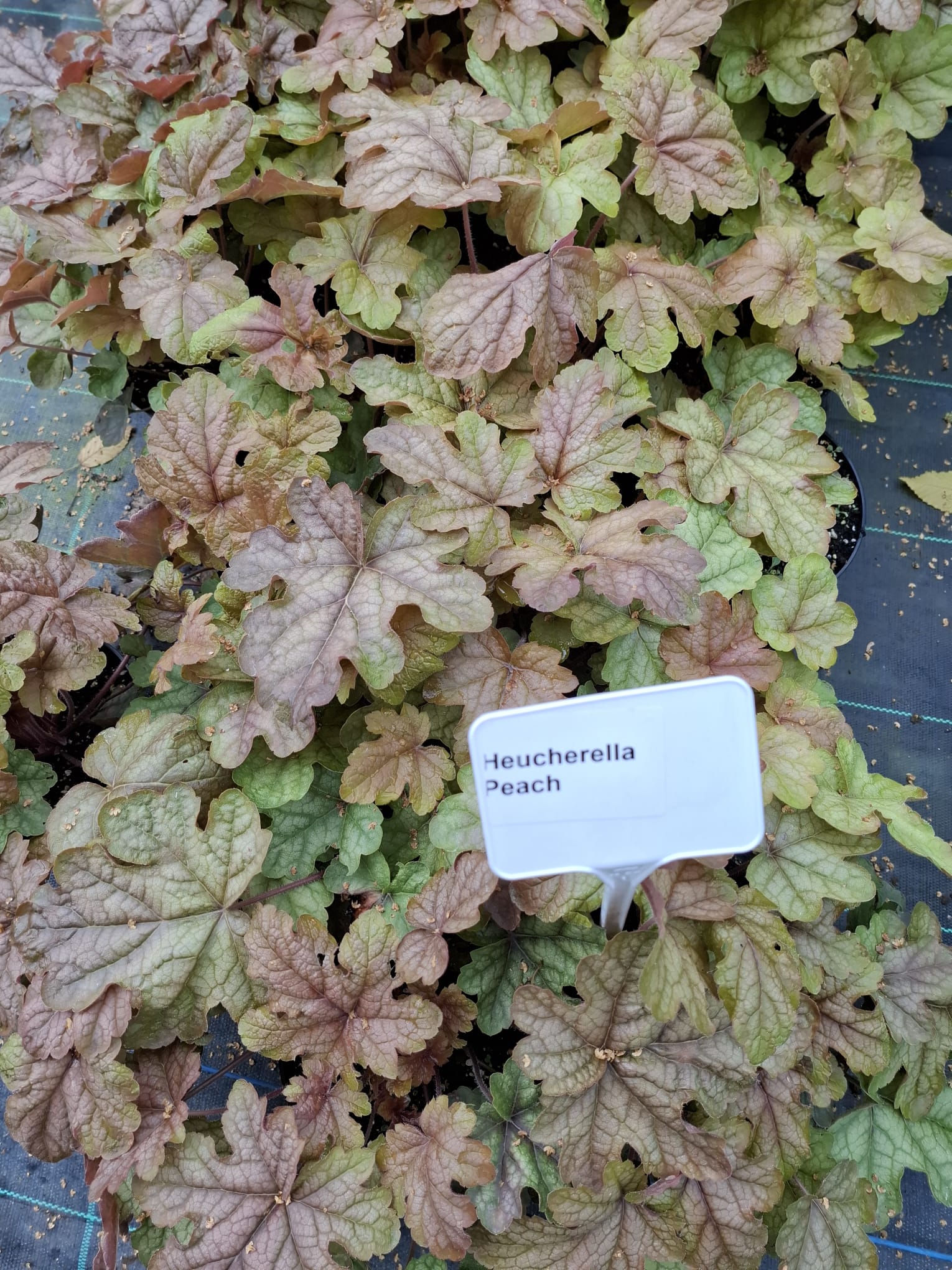 Heucherella cu frunziș arămiu - Heucherella ‘Peach Tea’