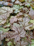 Heucherella cu frunziș arămiu - Heucherella ‘Peach Tea’