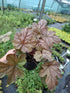 Heucherella cu frunziș arămiu - Heucherella ‘Peach Tea’