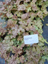 Heucherella cu frunziș arămiu - Heucherella ‘Peach Tea’