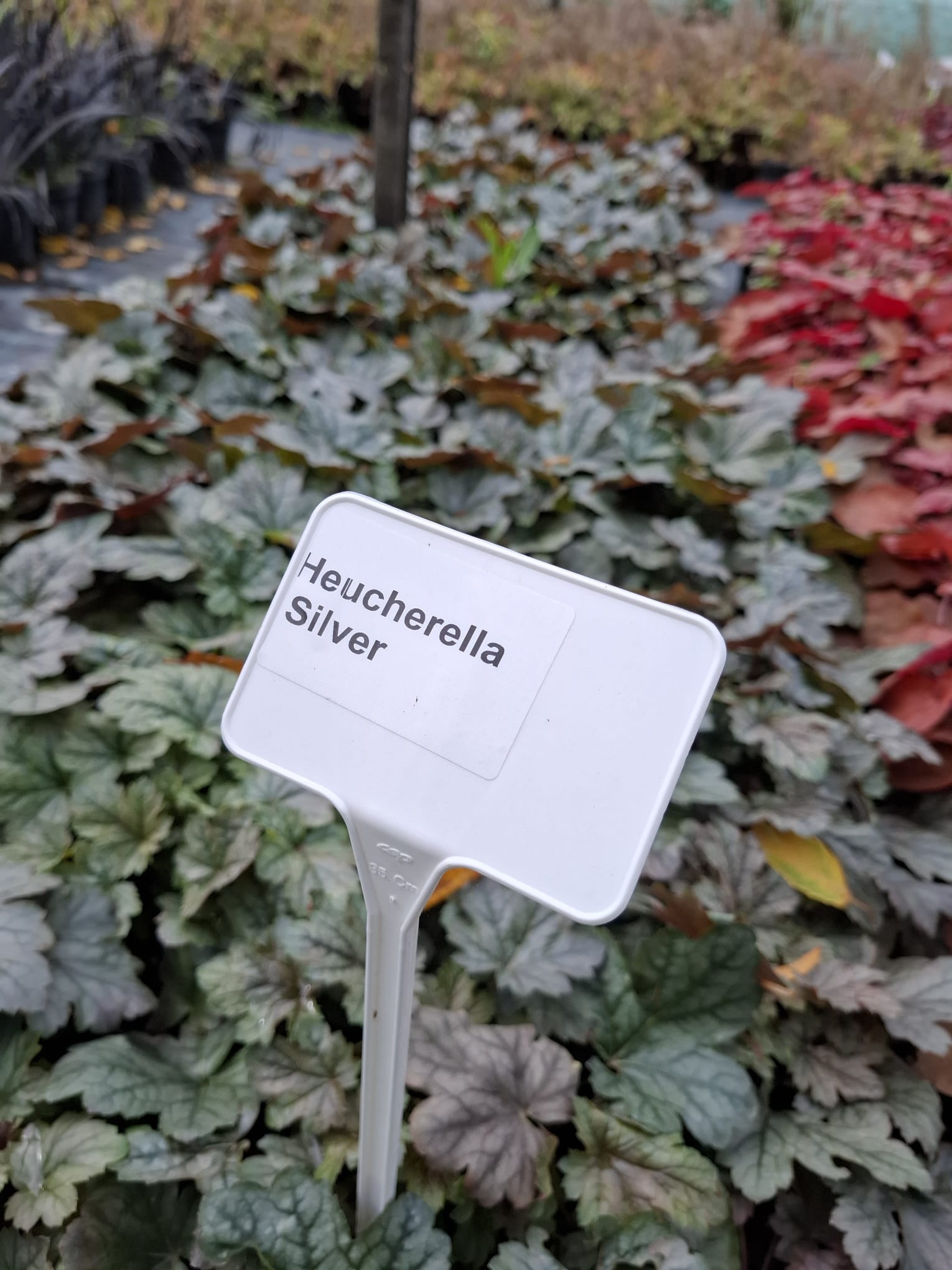 Heucherella argintie-Heucherella ‘Silver’
