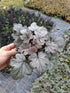 Heucherella argintie-Heucherella ‘Silver’