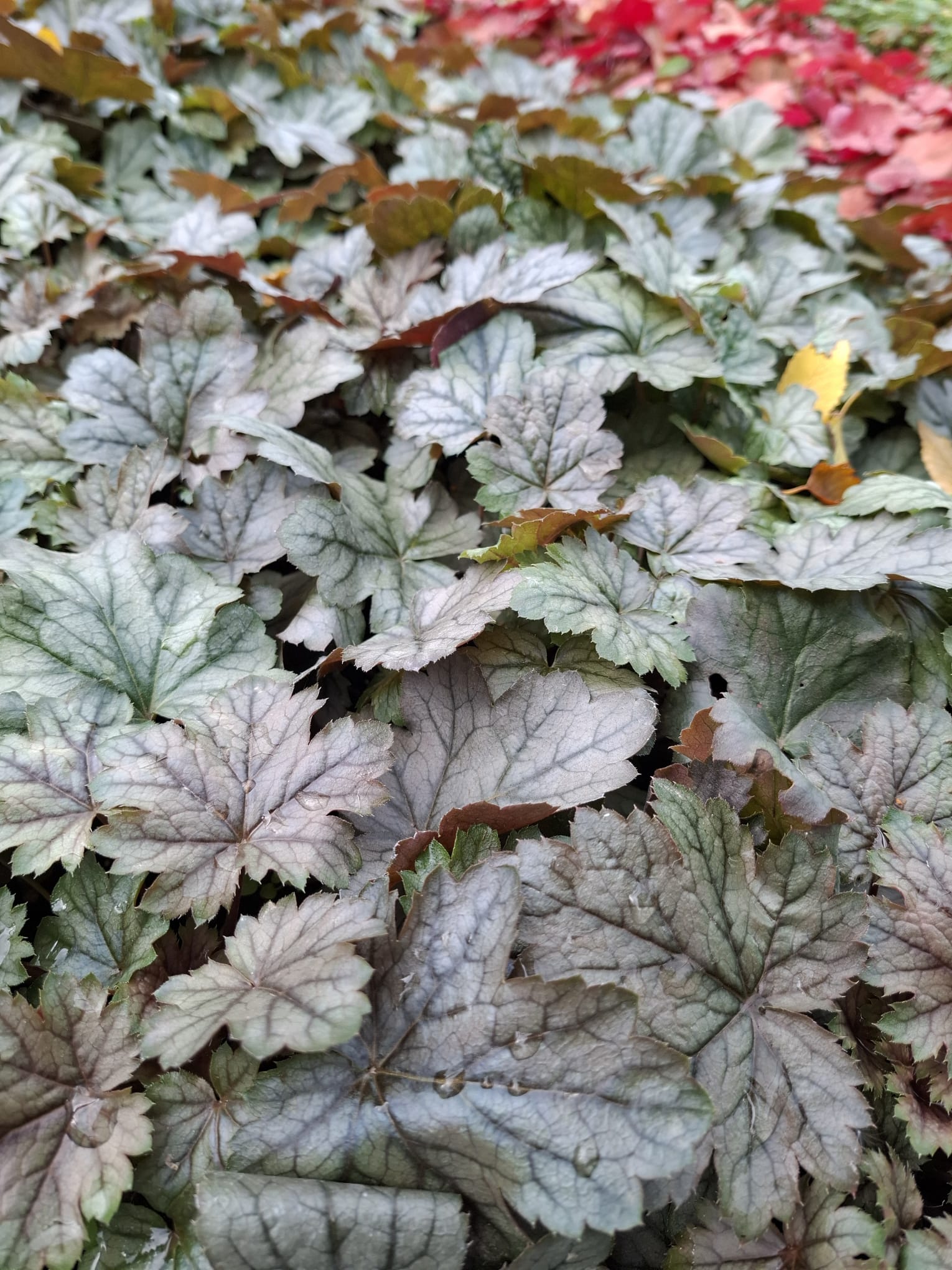 Heucherella argintie-Heucherella ‘Silver’