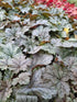 Heucherella argintie-Heucherella ‘Silver’