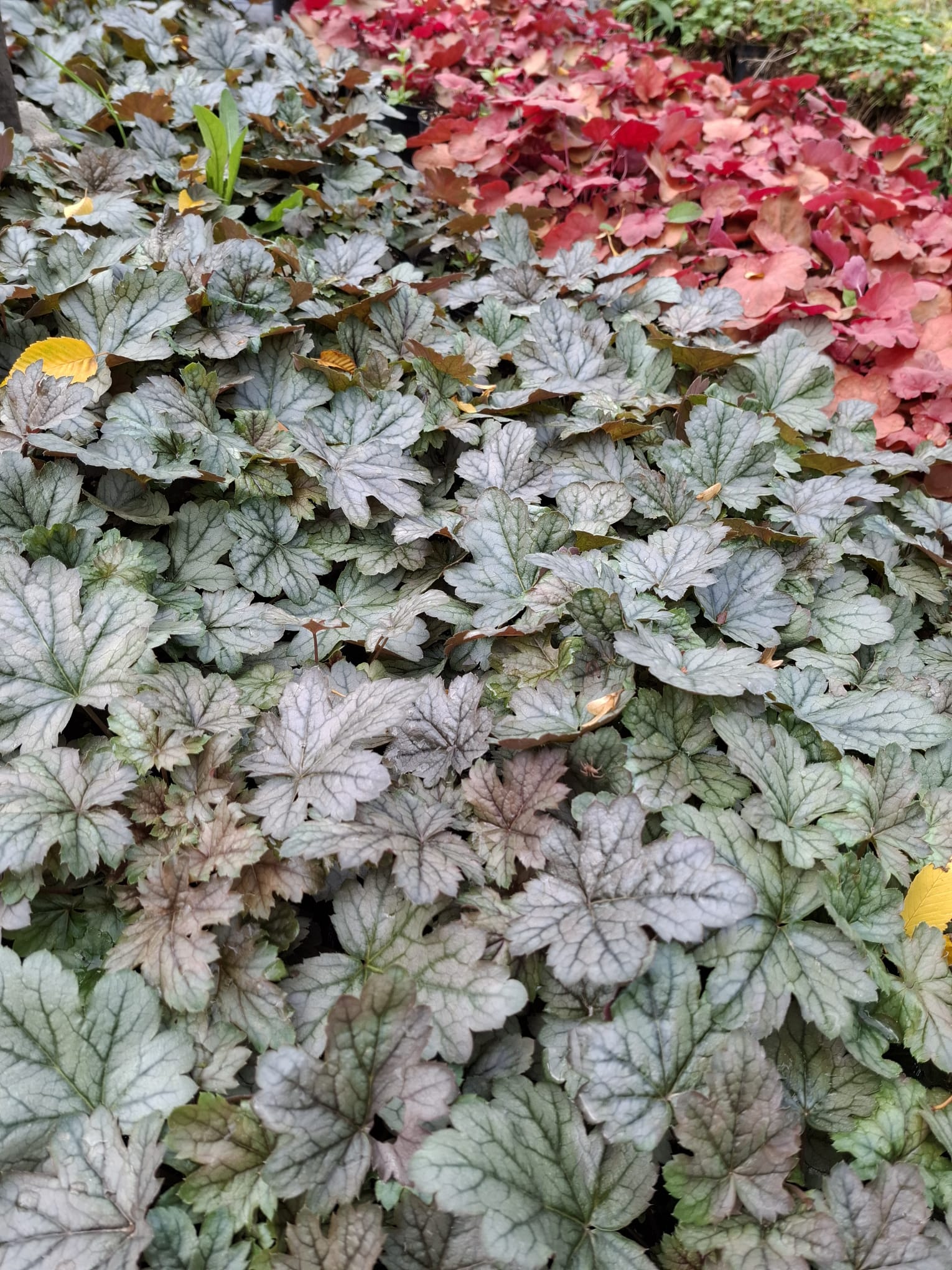 Heucherella argintie-Heucherella ‘Silver’