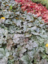 Heucherella argintie-Heucherella ‘Silver’