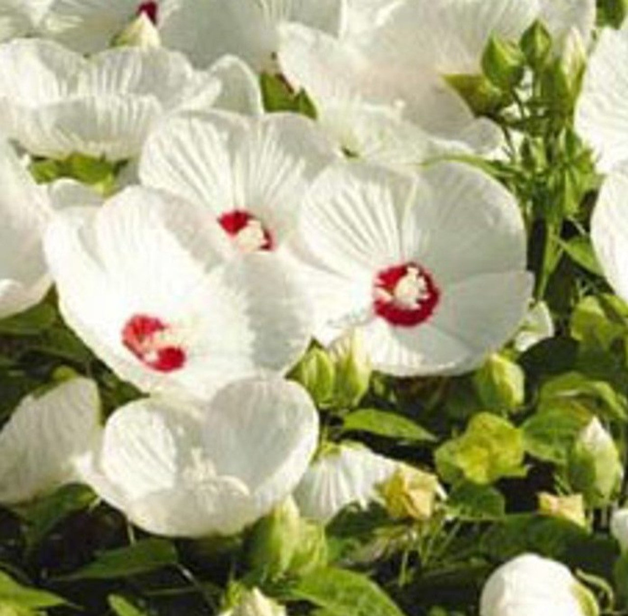 Hibiscus moscheutos Luna™ White
