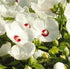 Hibiscus moscheutos Luna™ White