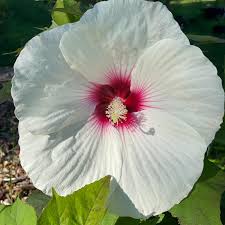Hibiscus moscheutos Luna™ White