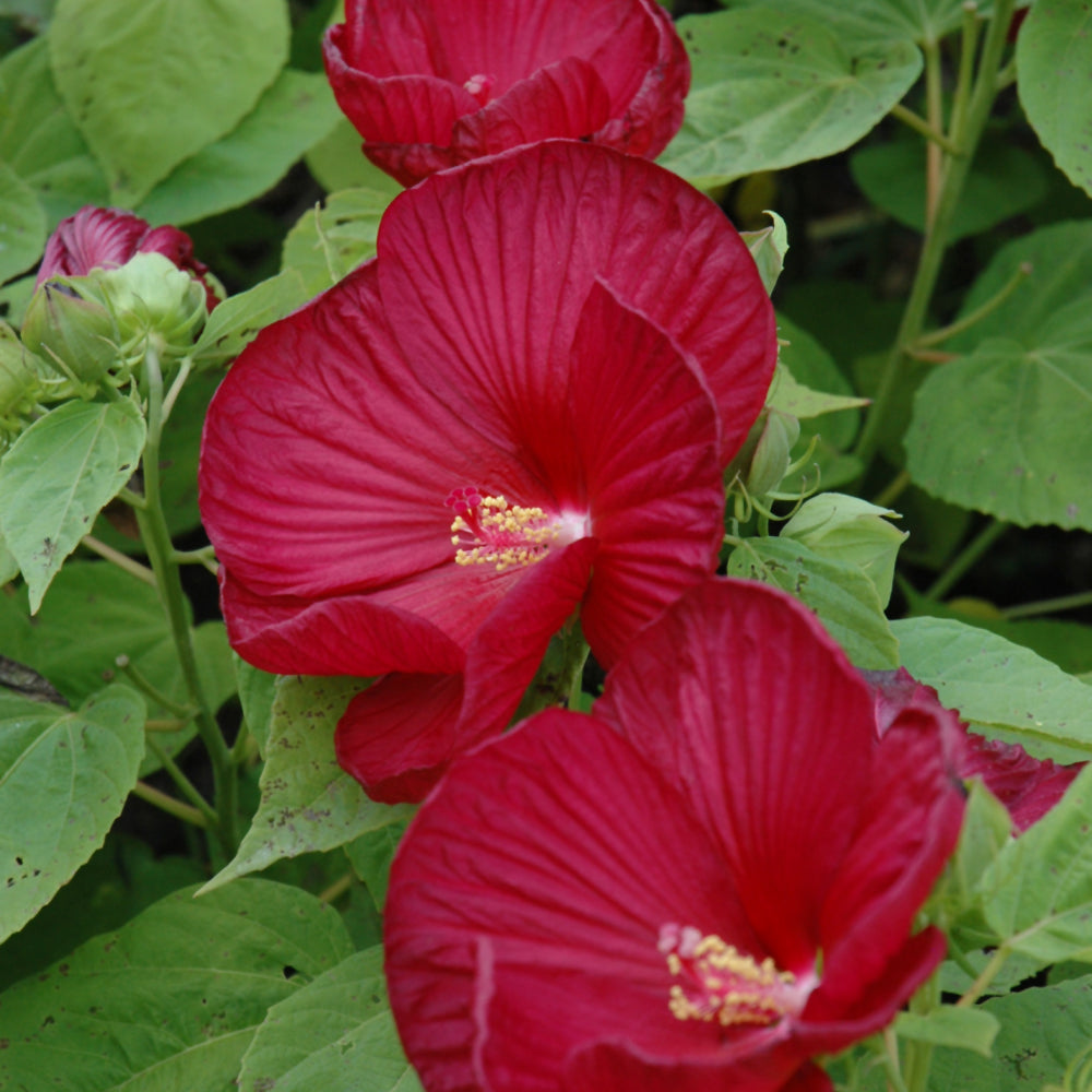 Hibiscus moscheutos Luna™ Red