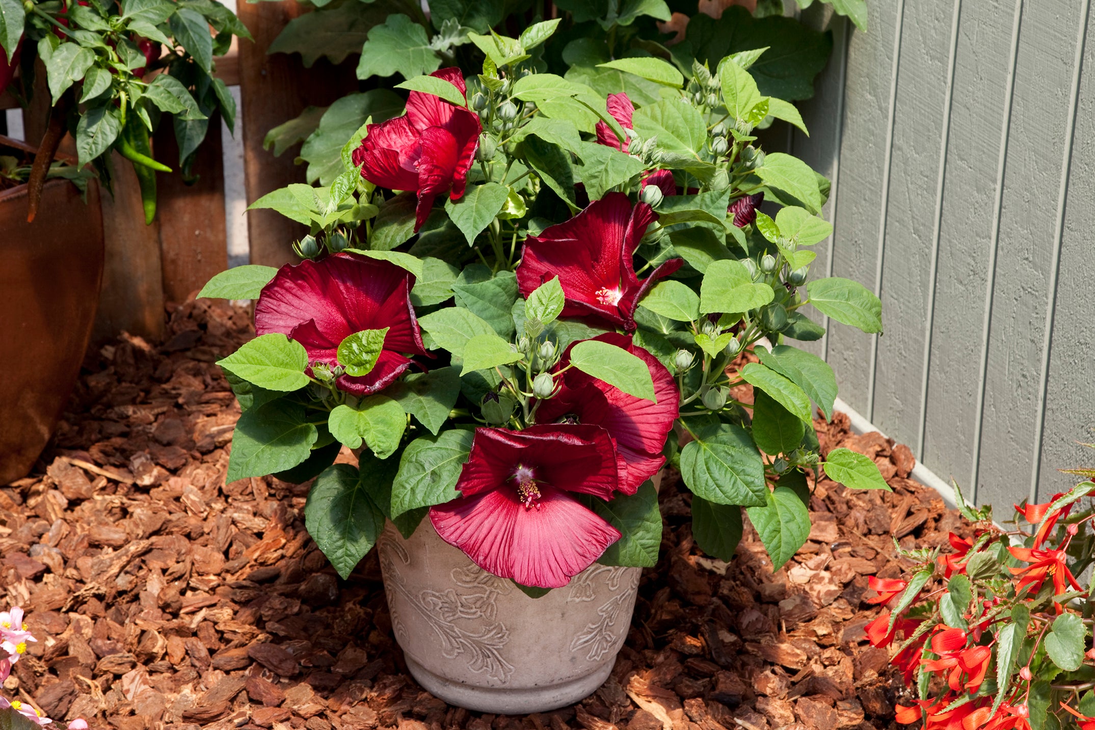 Hibiscus moscheutos Luna™ Red