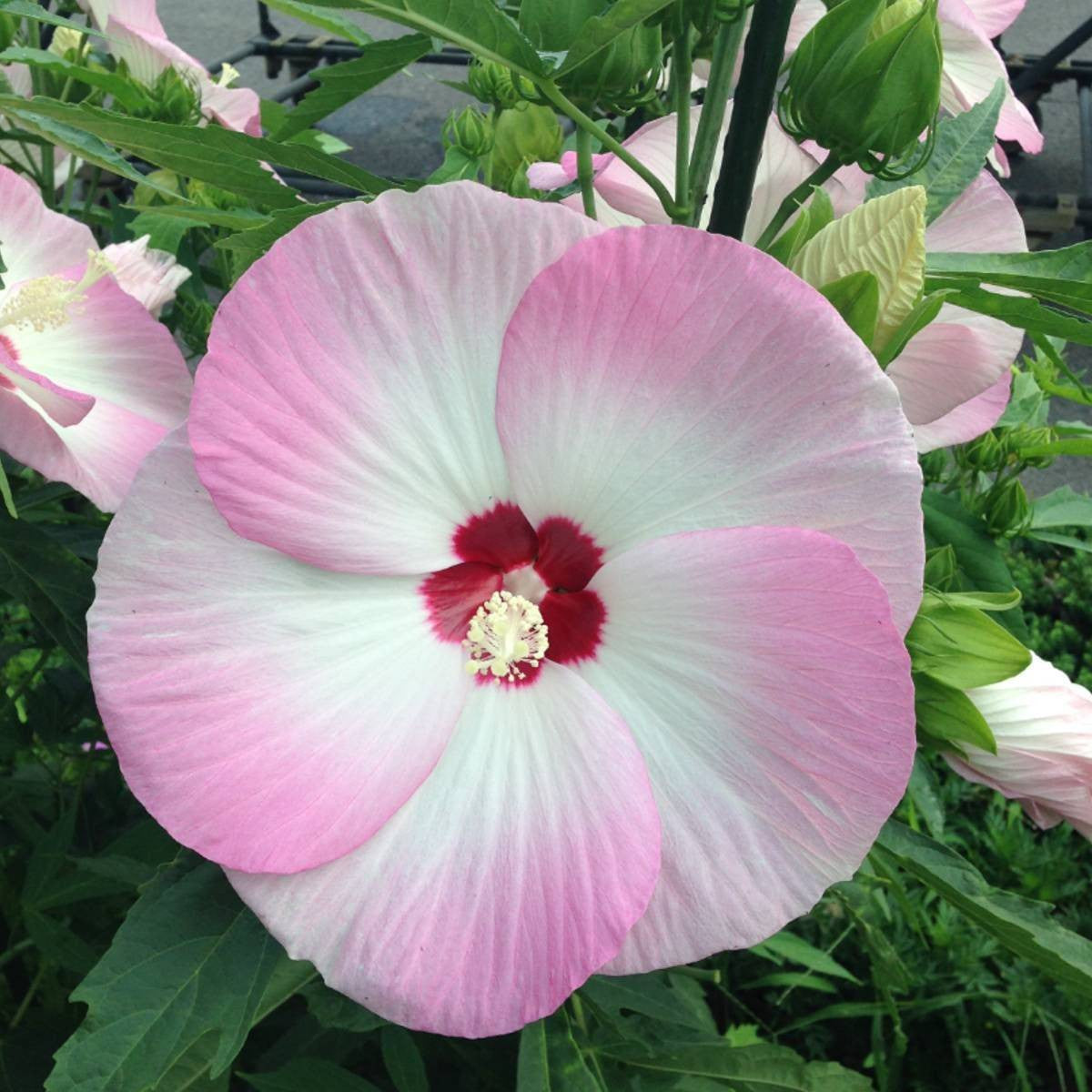 Hibiscus moscheutos Luna™ Pink Swirl