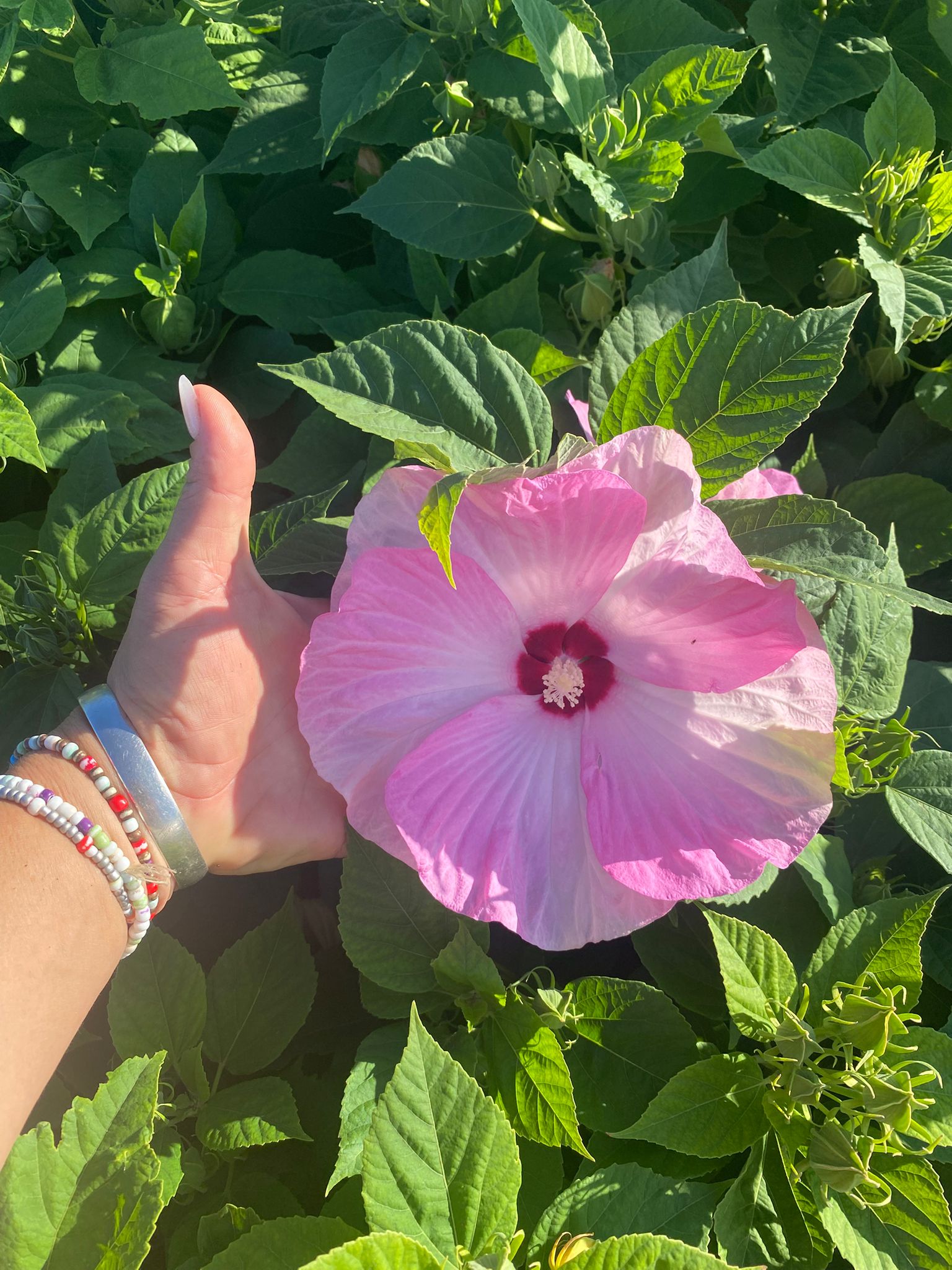 Hibiscus moscheutos Luna™ Pink Swirl