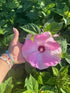 Hibiscus moscheutos Luna™ Pink Swirl