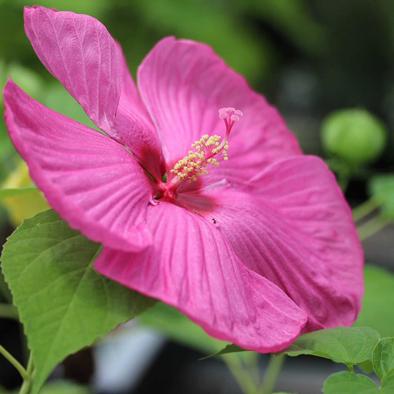 Hibiscus moscheutos Luna™ Rose