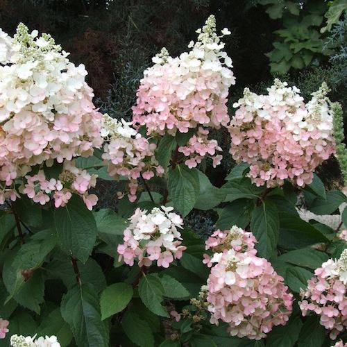 Hortensie 'Pink Lady' - Hydrangea paniculata 'Pink Lady'