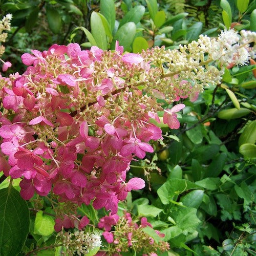 Hortensie 'Pink Lady' - Hydrangea paniculata 'Pink Lady'