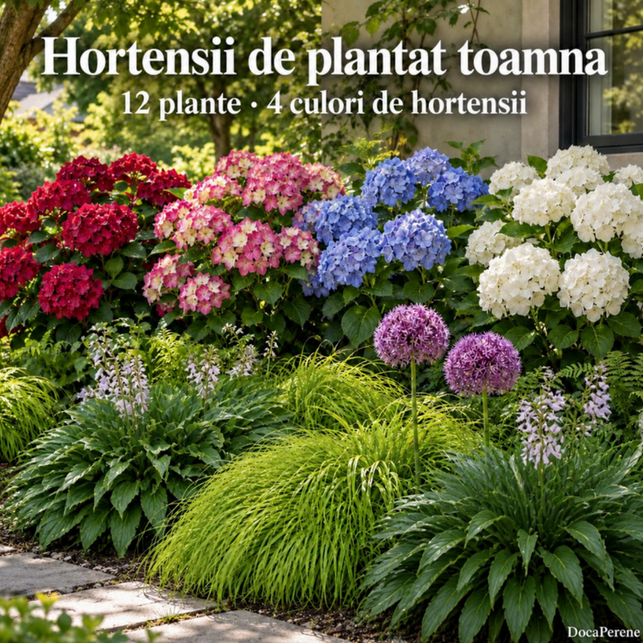 Hortensii de plantat toamna – 4 hortensii roșie, roz, albastră și albă cu crini de umbră Hosta lancifolia, iarbă japoneză și ceapă ornamentală