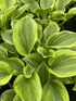 Crin de umbră – Hosta hybrid  Golden Tiara