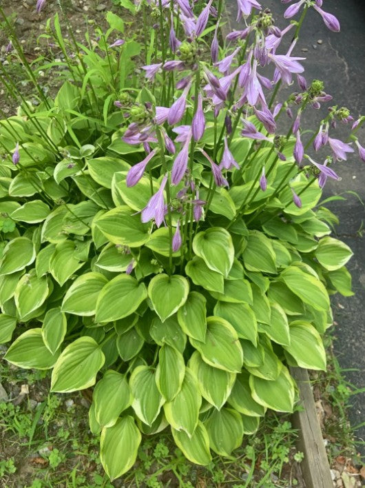 Crin de umbră – Hosta hybrid  Golden Tiara