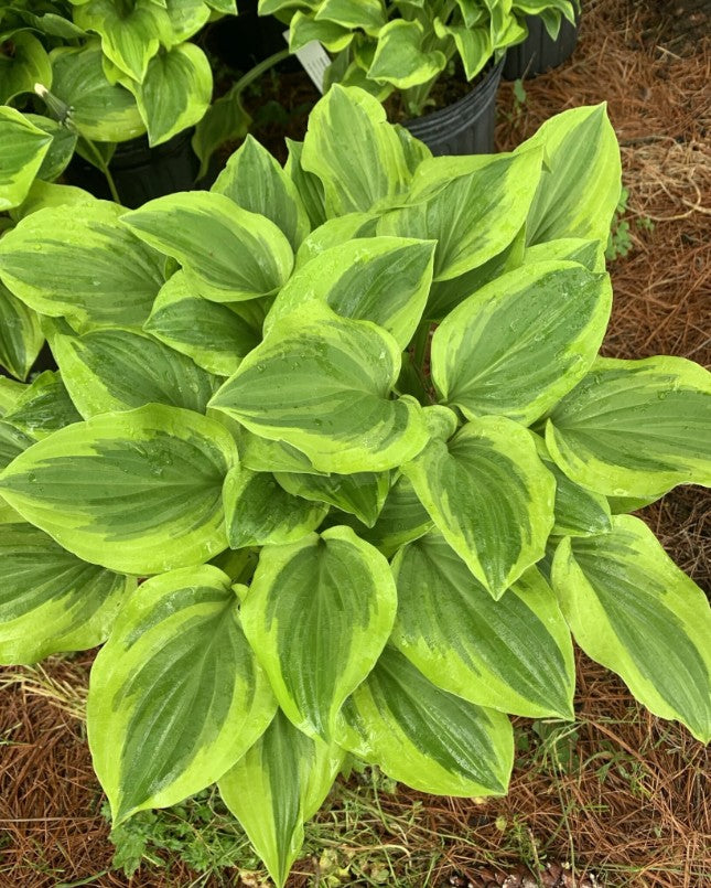 Crin de umbră – Hosta hybrid  Golden Tiara