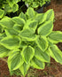Crin de umbră – Hosta hybrid  Golden Tiara